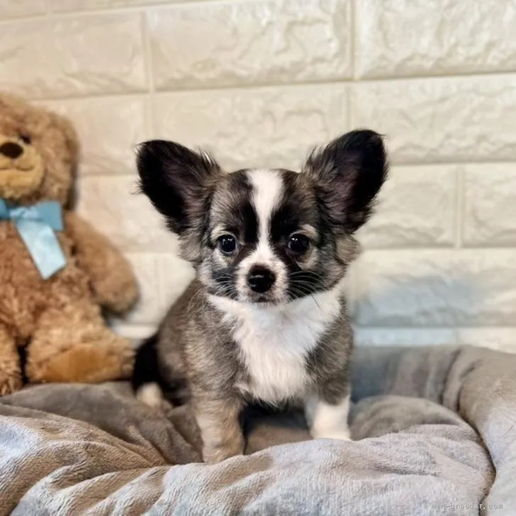 Y.T 様のお迎えした子犬