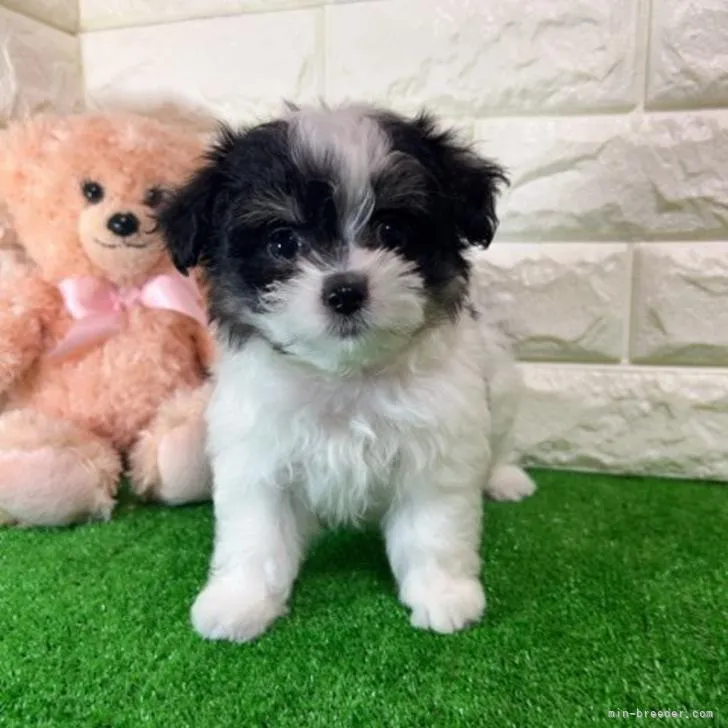 ID:2207-00192の子犬