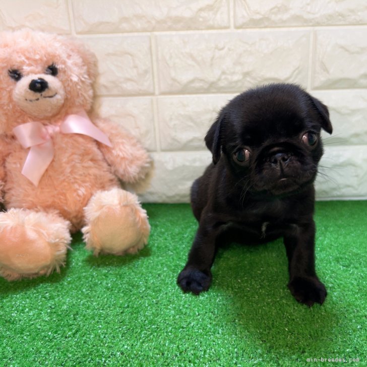 パグ【福岡県・女の子・2024年8月9日・ブラック】明るい性格の女の子｜みんなのブリーダー（子犬ID：2409-08029）