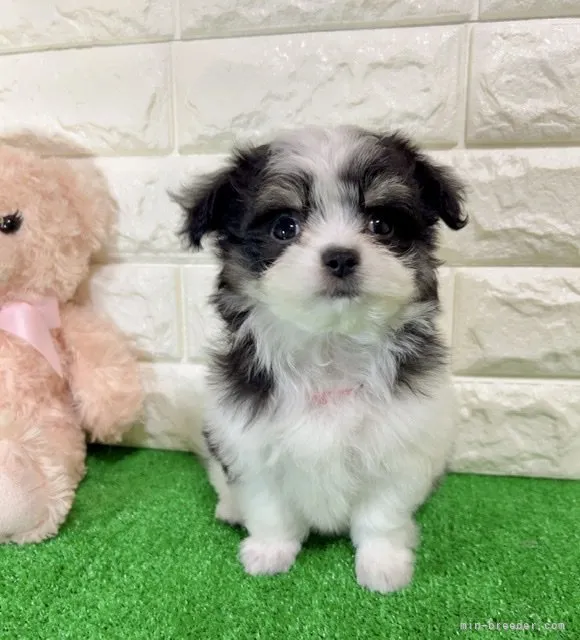 ID:2207-00216の子犬