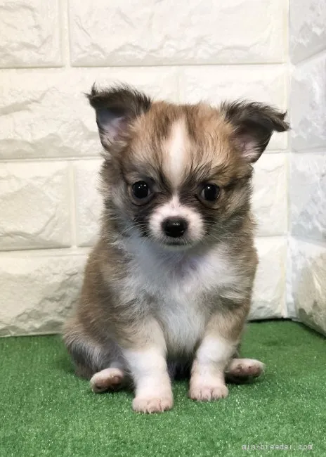 ID:2105-00549の子犬