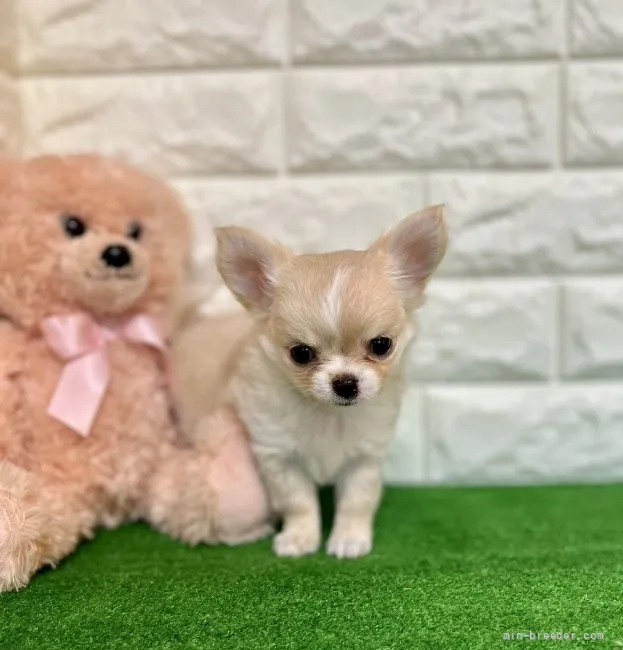 ID:2201-03019の子犬
