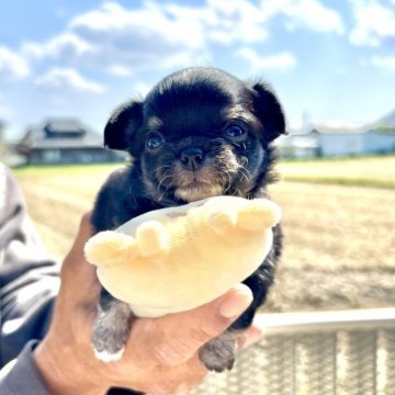 チワワ(ロング)【福岡県・女の子・2023年3月28日・ブラックタン&ホワイト 】の写真「おっとりマイペースな女の子♪（総額込み価格です）」