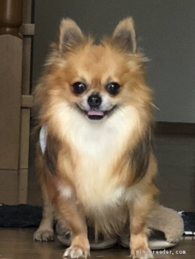 チワワ(ロング)【・男の子・2017年5月30日・フォーン&amp;ホワイト】