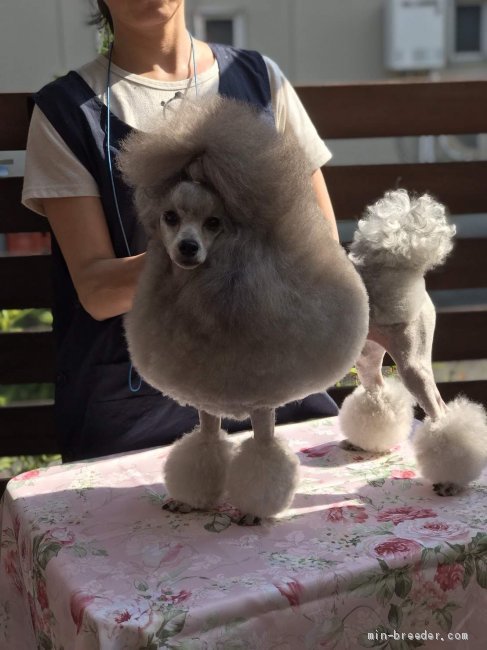 ラフィーネ｜鈴木　摩美(すずき　まみ)ブリーダー(神奈川県・トイプードルなど・JKC登録)の紹介写真1