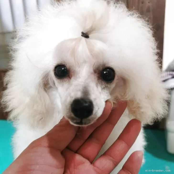 ID:2502-06017の子犬