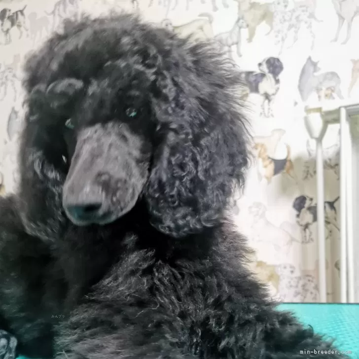 ID:2501-06701の子犬