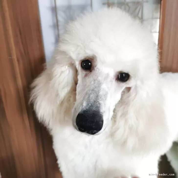 Y.K 様のお迎えした子犬