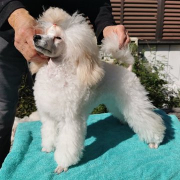 タイニープードル【神奈川県・男の子・2025年6月1日・ホワイト】の写真「JKCCH直子スタイル抜群毛量たっぷりモデル犬にも」