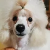 タイニープードル