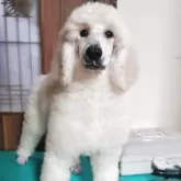 スタンダードプードル