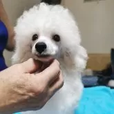 ティーカッププードル