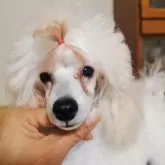 タイニープードル【神奈川県・男の子・2025年6月1日・ホワイト】の写真1