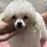 ティーカッププードル