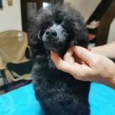 タイニープードル