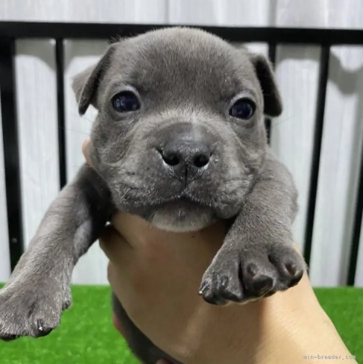 A.S 様のお迎えした子犬