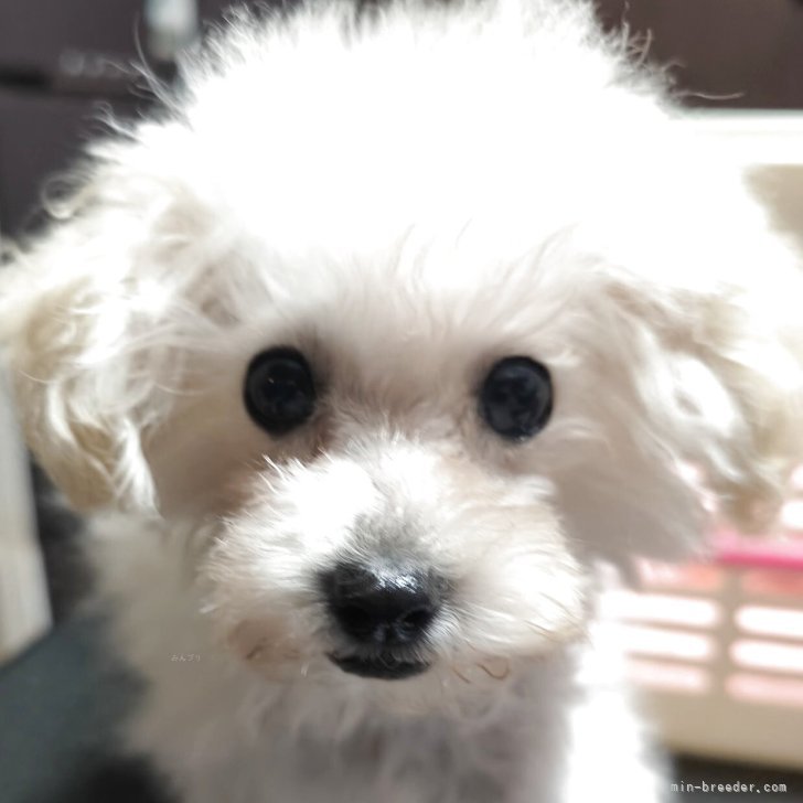 ブリーダー画像