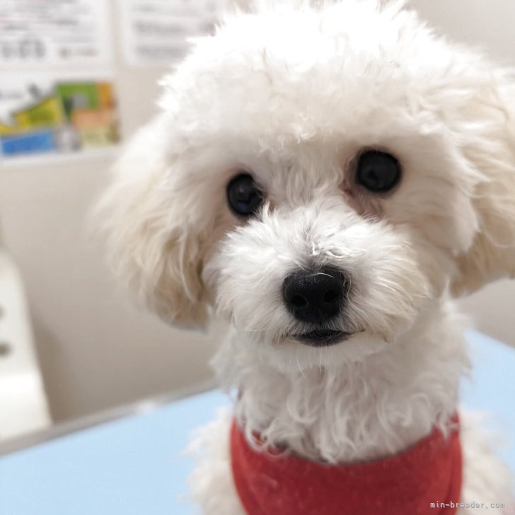 ブリーダー画像