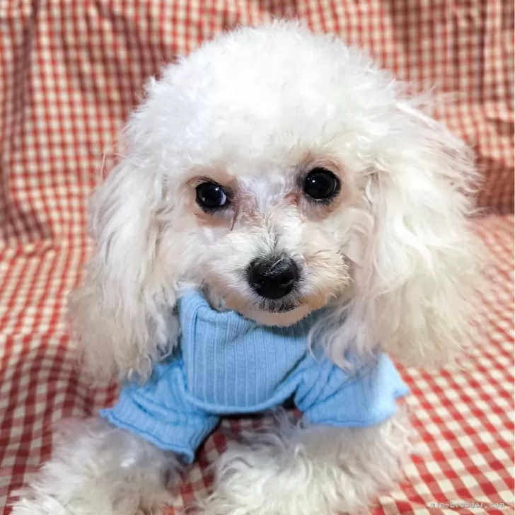 ID:2408-05067の子犬