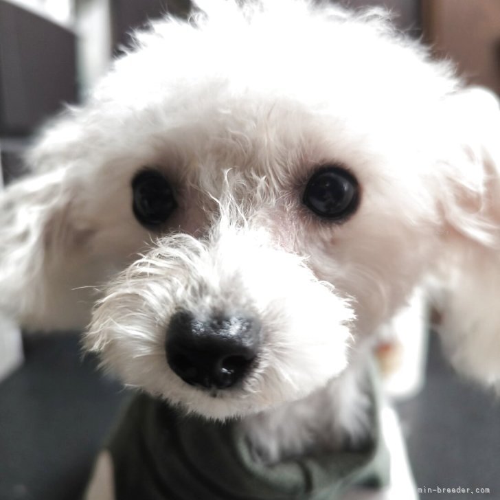 ブリーダー画像