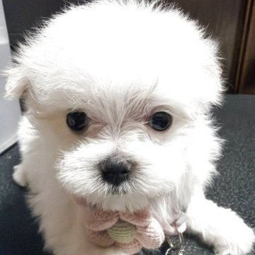 マルチーズ【兵庫県・女の子・2025年10月27日・ホワイト】の写真「お顔の可愛い子」