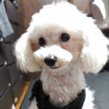 トイプードル(ティーカップ)【兵庫県・男の子・2025年3月26日・ホワイト】の写真「小さくて可愛い」