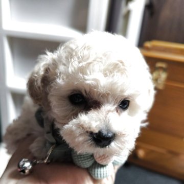 トイプードル(タイニー)【兵庫県・女の子・2025年5月31日・クリーム】の写真「お目々くりくり」