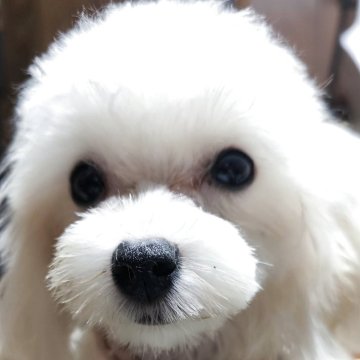 マルプー(トイプードル×マルチーズ)【兵庫県・女の子・2025年3月14日・ミックス犬】の写真「小さくてお目々がくりくりです」