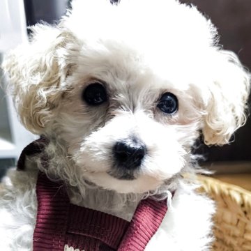 トイプードル(タイニー)【兵庫県・女の子・2025年3月12日・ホワイト】の写真「お目々がくりくりで可愛いお顔です」
