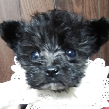 タイニープードル【兵庫県・男の子・2025年8月31日・可愛いお顔の子です、、ママはパーチィカラー】の写真「お目々が大きくてハンサム」