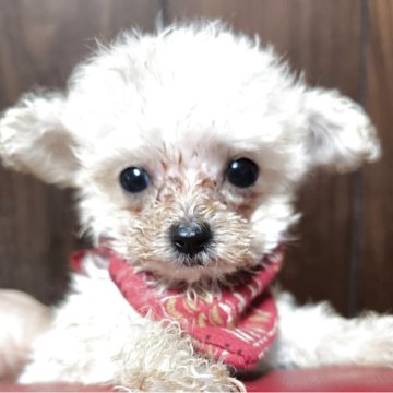 ティーカッププードル【兵庫県・男の子・2025年8月31日・ホワイト】の写真「お目々が大きくてハンサム」