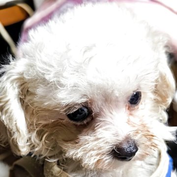 ティーカッププードル【兵庫県・男の子・2025年3月26日・ホワイト】の写真「小さくて可愛い」