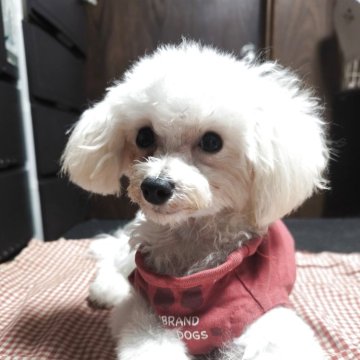ティーカッププードル【兵庫県・男の子・2025年3月26日・ホワイト】の写真「小さくて可愛い」