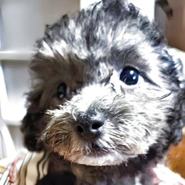 タイニープードル【兵庫県・女の子・2025年3月12日・シルバー】の写真「お目々の可愛い子です」
