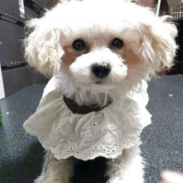 トイプードル(ティーカップ)【兵庫県・女の子・2025年5月31日・クリーム】の写真「極小でとても可愛い女の子です」