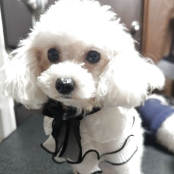 トイプードル(ティーカップ)【兵庫県・女の子・2024年10月19日・クリーム】の写真「お目々クリクリで、めちゃくちゃ可愛い女の子です」