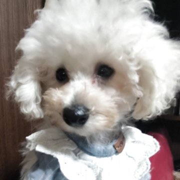 トイプードル(ティーカップ)【兵庫県・男の子・2025年7月19日・可愛いお目々くりくり】の写真「お顔の可愛い子です」
