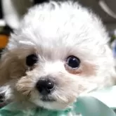 ティーカッププードル