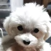 ティーカッププードル