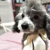 タイニープードル
