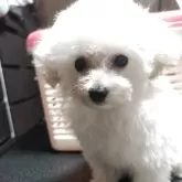 ティーカッププードル【兵庫県・女の子・2025年7月24日・お目々くりくりちゃん】の写真2「マズルも短い」