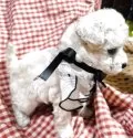 タイニープードル【兵庫県・女の子・2025年4月19日・ホワイト】の写真2「マズルも短いです」