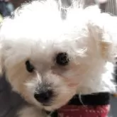 ティーカッププードル【兵庫県・女の子・2025年7月19日・可愛いお目々くりくり】の写真2「マズルもみじかい」