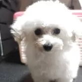 ティーカッププードル【兵庫県・女の子・2025年7月24日・お目々くりくりちゃん】の写真3「大人しい子です」