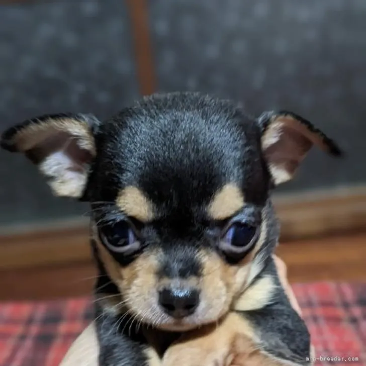 ID:2209-01799の子犬