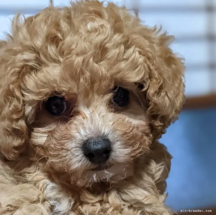 ID:2212-03478の子犬