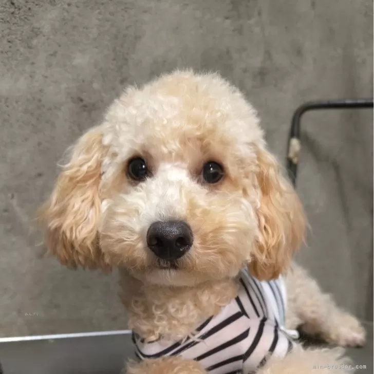 ID:2407-00006の子犬