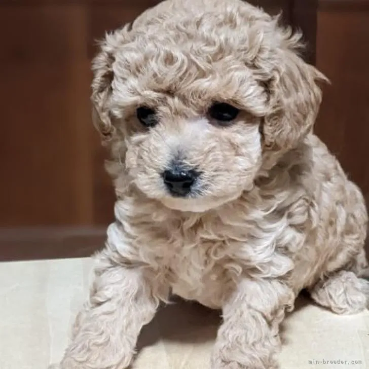 ID:2211-03426の子犬