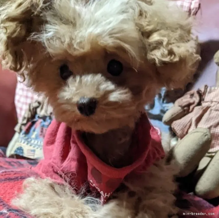 ID:2211-03423の子犬