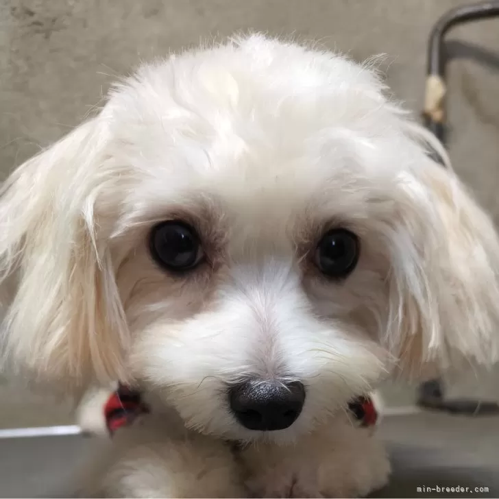 ID:2307-01695の子犬